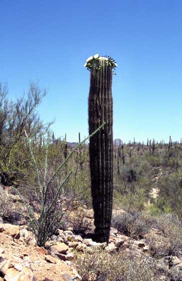 az02.jpg