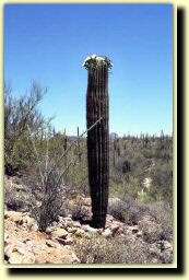 az02.jpg