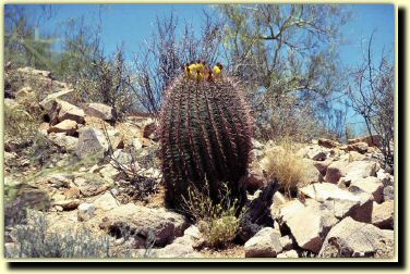 az03.jpg