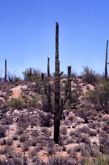 az06.jpg