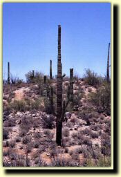 az06.jpg