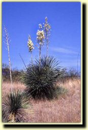 az08.jpg